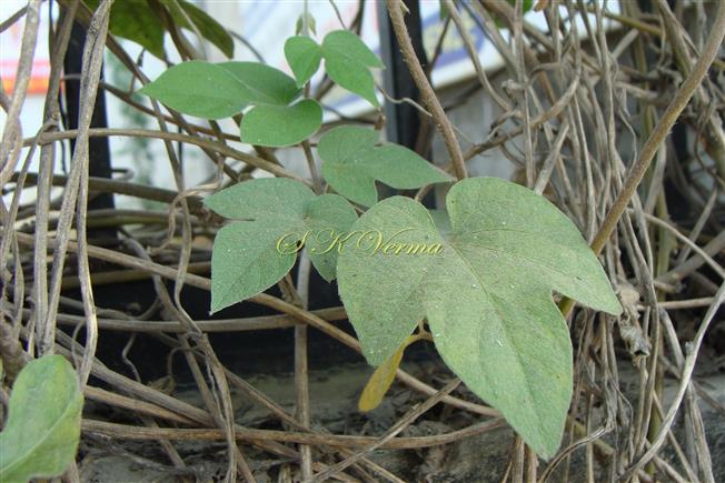  Leaves